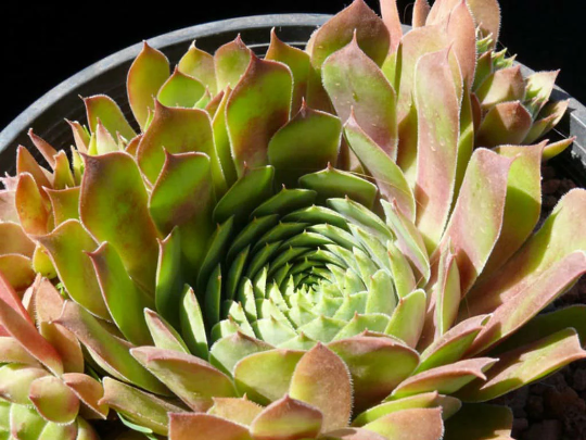 Sempervivum 'Silver King' Hens & Chicks, 4" Pot Live Plant