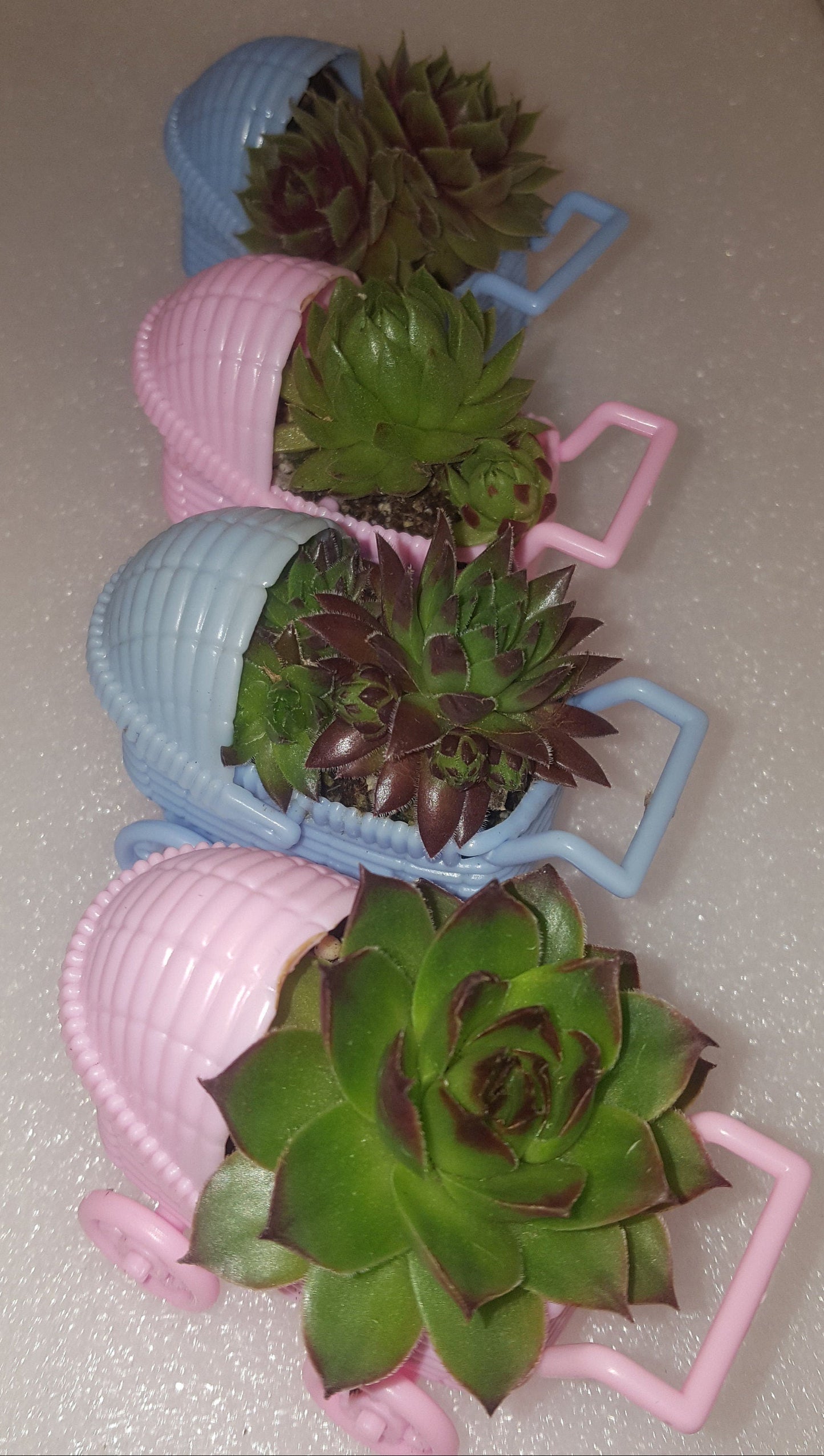 Succulents in pink carriages and blue carriages lined up to see some of our varieties of succulents.