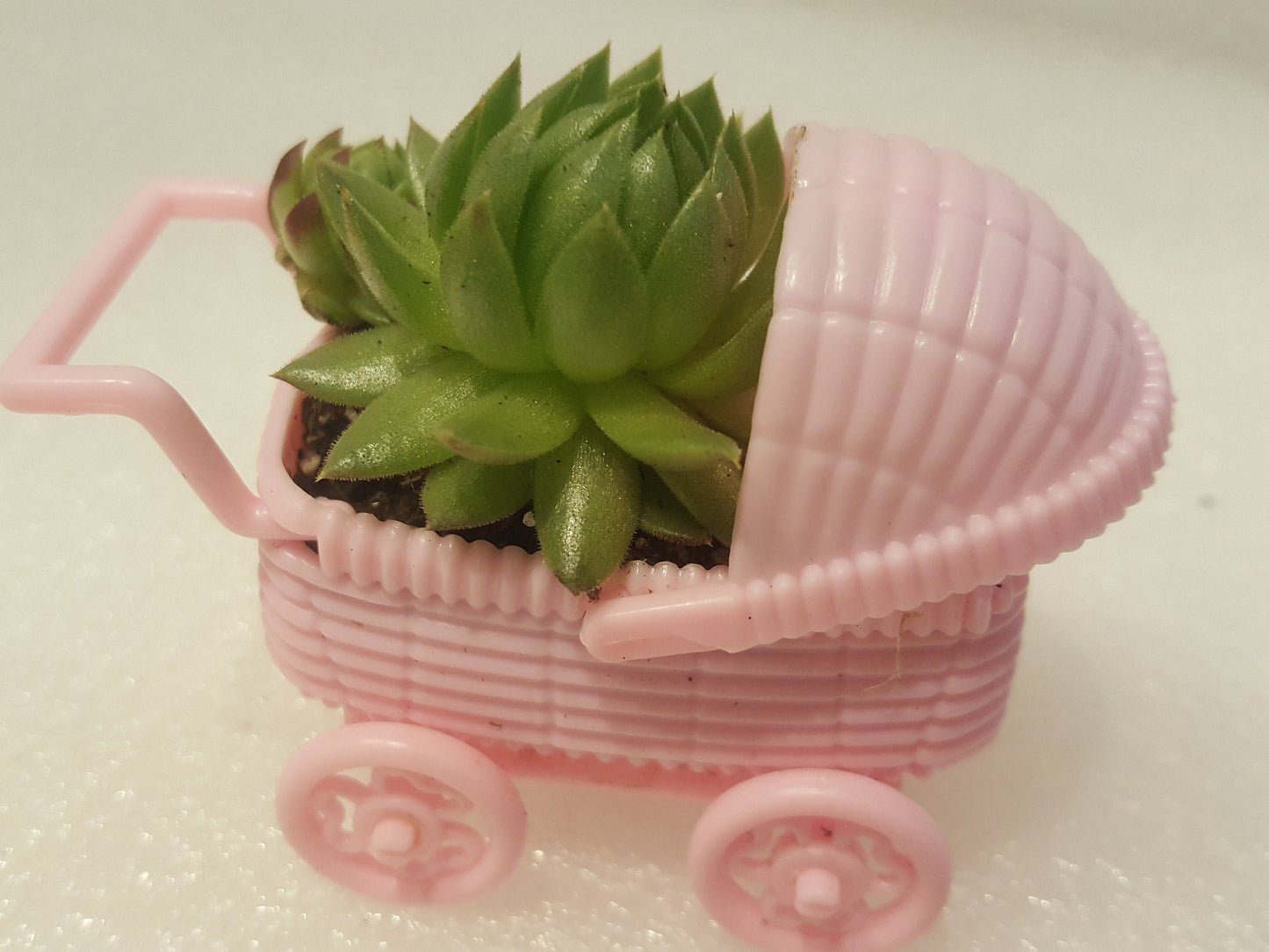 Another side view of our little pink carriage party favors filled with soil and baby succulents.
