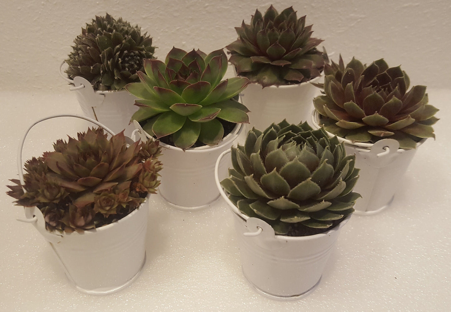 Young Hen and Chick Succulents in little white pails. Ideal for wedding and other party favors.