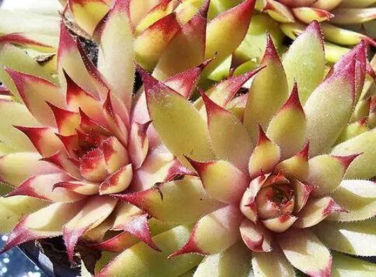 Amanda Succulent - Hens and Chicks Sempervivum Plant - 4 inch pot