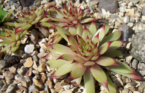 Amanda Succulent - Hens and Chicks Sempervivum Plant - 4 inch pot
