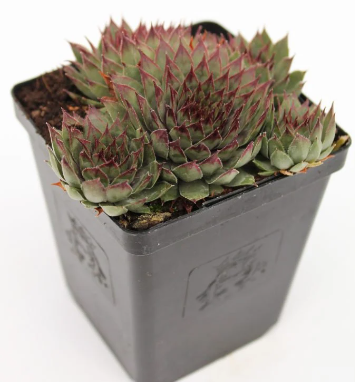 Amanda Succulent - Hens and Chicks Sempervivum Plant - 4 inch pot