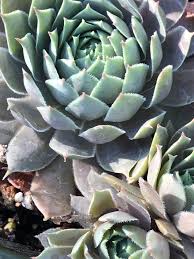 Chick Charms Berry Blues Sempervivum Succulent 4 inch pot