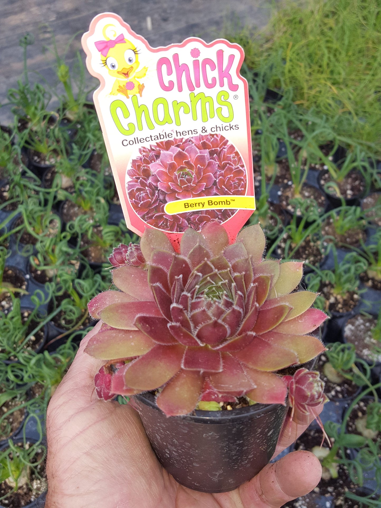 Berry Bomb Succulent - Hens and Chicks Sempervivum by Chick Charms™ - 4 inch pot