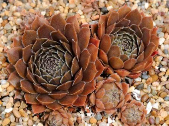 Bronze Pastel Succulent - Hens and Chicks Sempervivum Plant - 4 inch pot