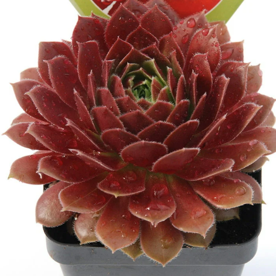 Chick Charms® Cherry Berry™ Sempervivum Succulent - 4" pot