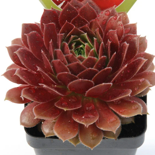 Chick Charms Cherry Berry Sempervivum Succulent 4 inch pot