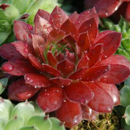 Chick Charms® Cherry Berry™ Sempervivum Succulent - 4" pot