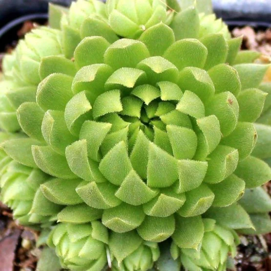 Key Lime Kiss™ Succulent Plant by Chick Charms® Hens & Chicks Sempervivum Plant 4" Pot
