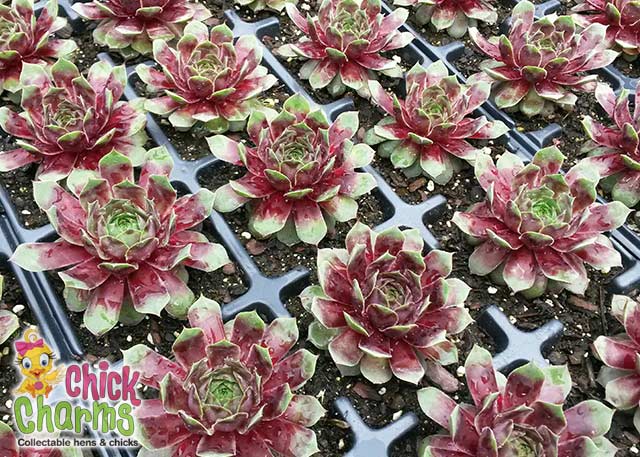 Chick Charms Plum Parfait Sempervivum Succulent 4 " plant