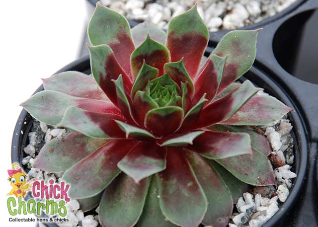 Chick Charms Watermelon Ripple Sempervivum Succulent 4 inch pot