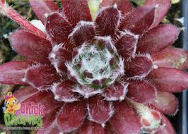Chick Charms 'Cosmic Candy' Hens & Chicks, 4" Pot Live Plant