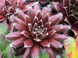 Chick Charms 'Cosmic Candy' Hens & Chicks, 4" Pot Live Plant
