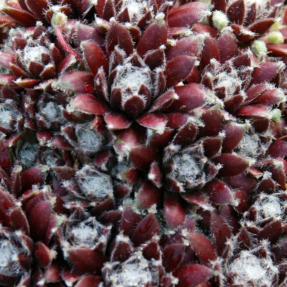 Chick Charms 'Cosmic Candy' Hens & Chicks, 4" Pot Live Plant