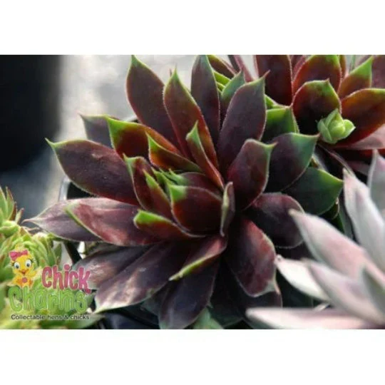 Chick Charms 'Cranberry Cocktail' Sempervivum Succulent, 4" Pot Live Plant