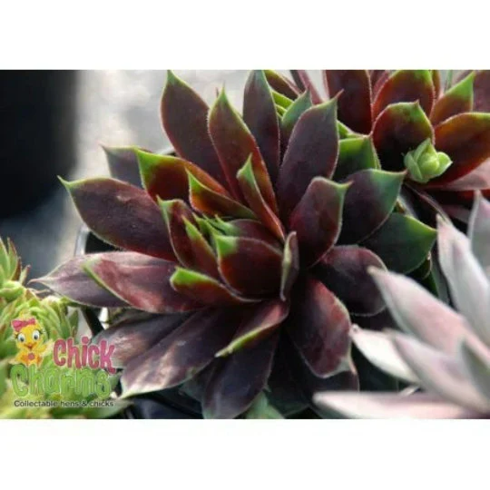 Chick Charms Cranberry Cocktail Sempervivum Succulent 4 inch pot