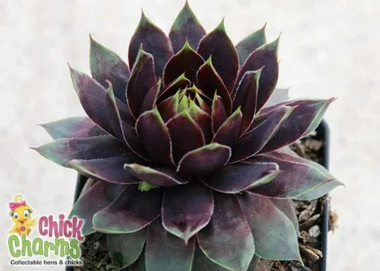 Cranberry Cocktail Succulent - Sempervivum Plant by Chick Charms™ - 4 inch pot
