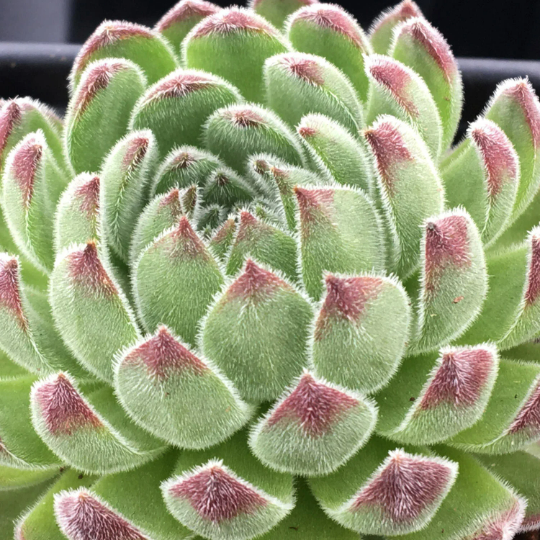 Bulk Mini Succulent Plants you can order by the dozen Assorted Sempervivum Houseleek plugs for Party Favors and Fairy Gardens and more
