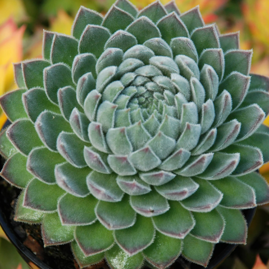Bulk Mini Succulent Plants you can order by the dozen Assorted Sempervivum Houseleek plugs for Party Favors and Fairy Gardens and more