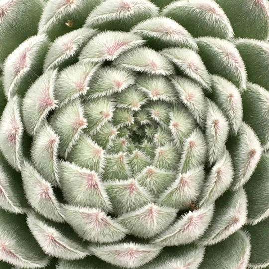 Bulk Mini Succulent Plants you can order by the dozen Assorted Sempervivum Houseleek plugs for Party Favors and Fairy Gardens and more