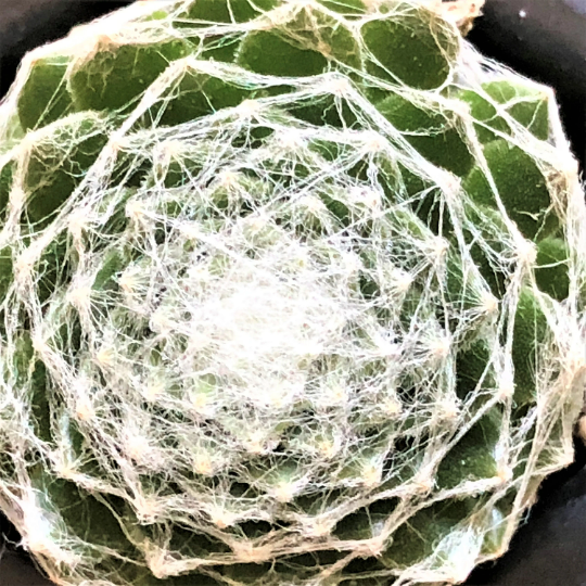 Bulk Mini Succulent Plants you can order by the dozen Assorted Sempervivum Houseleek plugs for Party Favors and Fairy Gardens and more