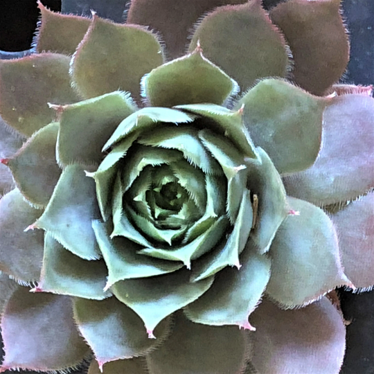 Bulk Mini Succulent Plants you can order by the dozen Assorted Sempervivum Houseleek plugs for Party Favors and Fairy Gardens and more