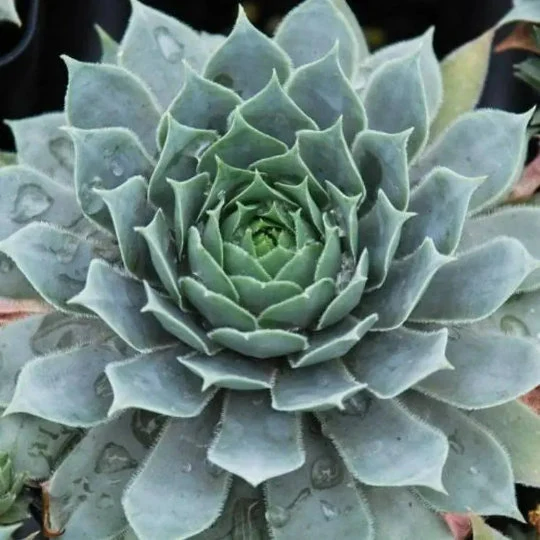 Chick Charms Berry Blues Sempervivum Succulent 4 inch pot