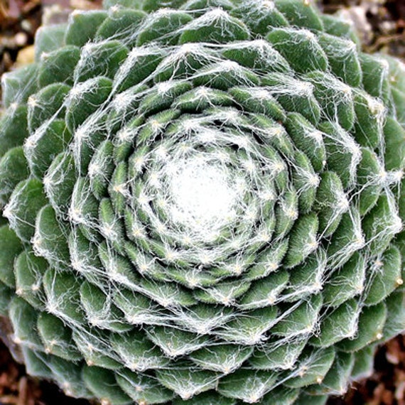 These Fringed Frosting succulents have what appears to be spiderwebbing across its leaves and it makes for an interesting plant for your Hen and Chick Houseleek collection.