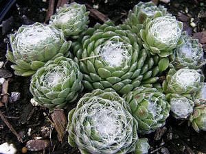 Live Succulent Plant Hens Chicks Cobweb Succulent Live Fairy Garden Plants Houseleek Cobweb Sedum Succulents Sempervivum Arachnoideum 4" Pot