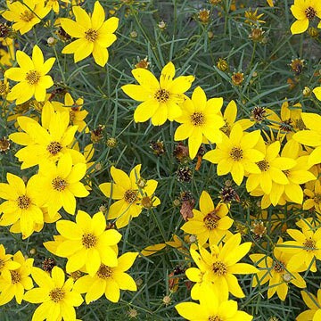 Zagreb Tickseed - Coreopsis Plant - 1 qt pot