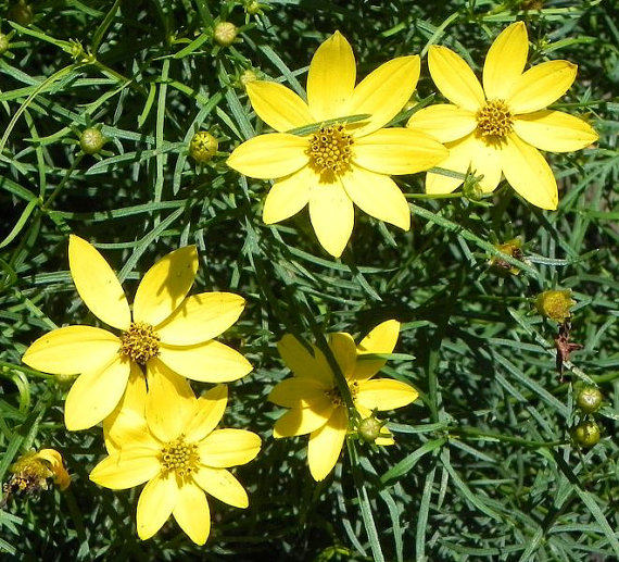 Zagreb Tickseed - Coreopsis Plant - 1 qt pot