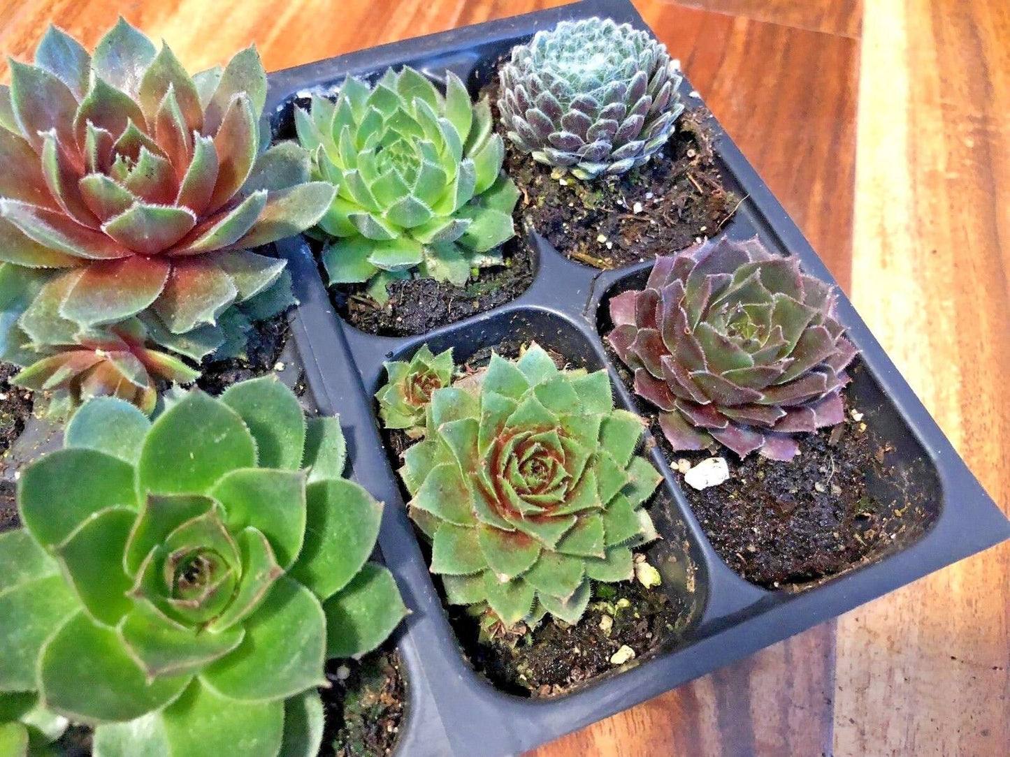 Live Succulents 12 pack of Cold Hardy Hen and Chick Sempervivum Easy Care Plants approx 2" each Wedding Favors Crafts Gift