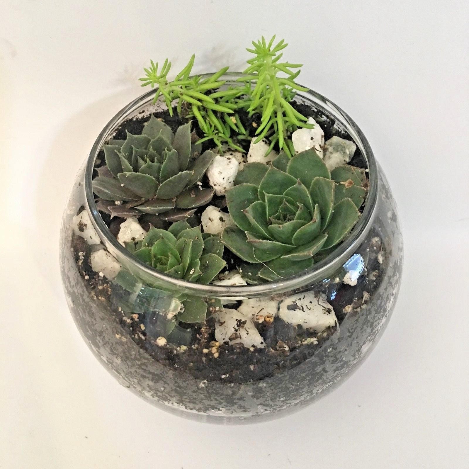 succulent plant terrarium kit Succulent diy Terrarium Kit Succulent Fairy Garden Kit comes with All – Petal Pushers Nursery