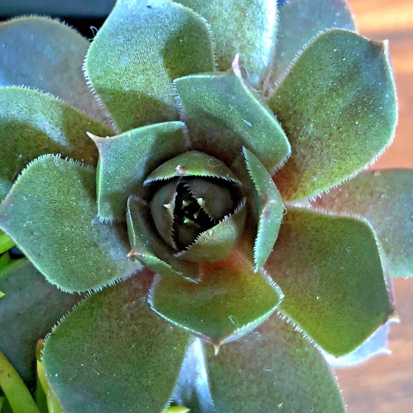 Live Succulent Variety 4 Pack of Randomly Chosen Low Maintenance 2" Plants for Home, Office or Garden
