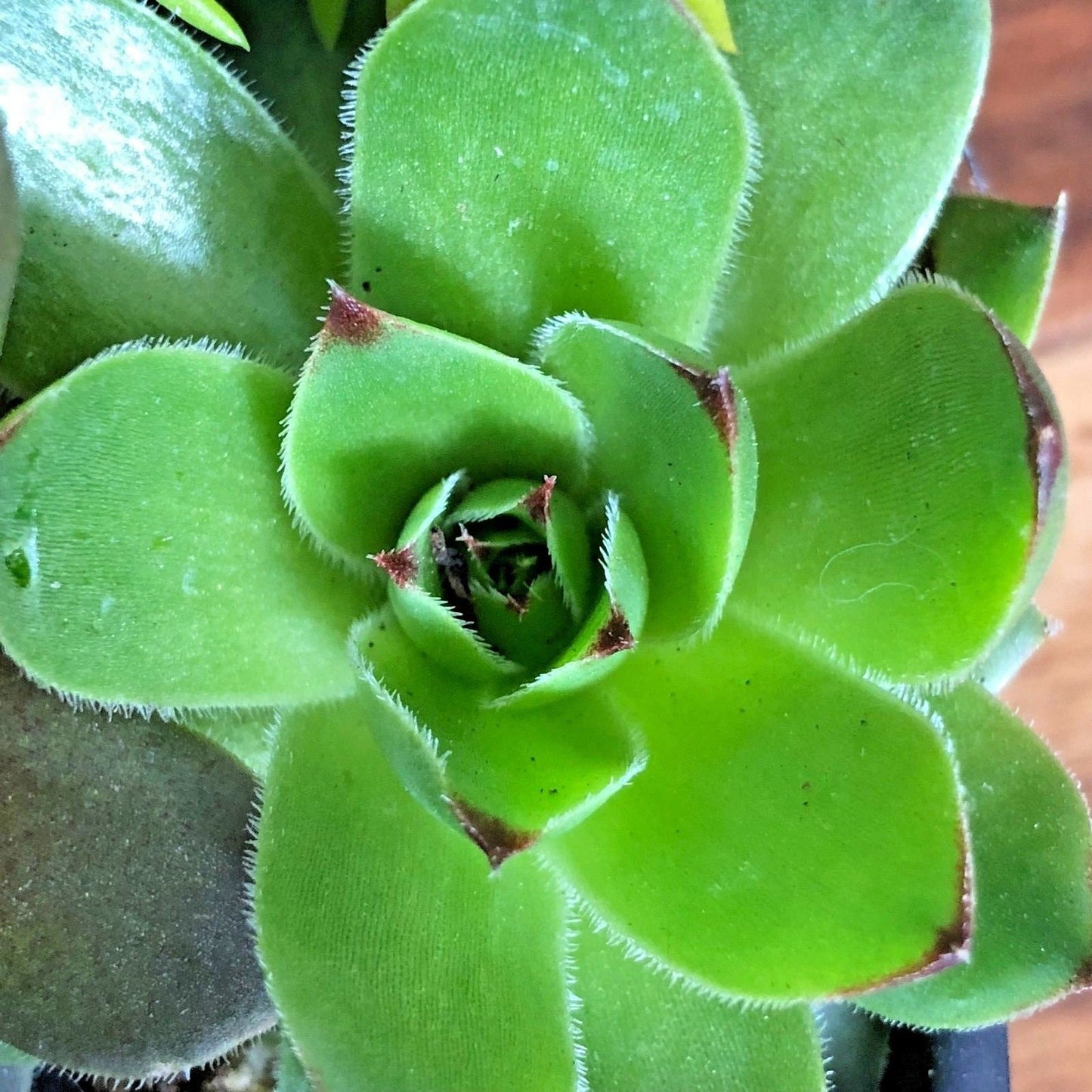 Live Succulent Variety 4 Pack of Randomly Chosen Low Maintenance 2" Plants for Home, Office or Garden
