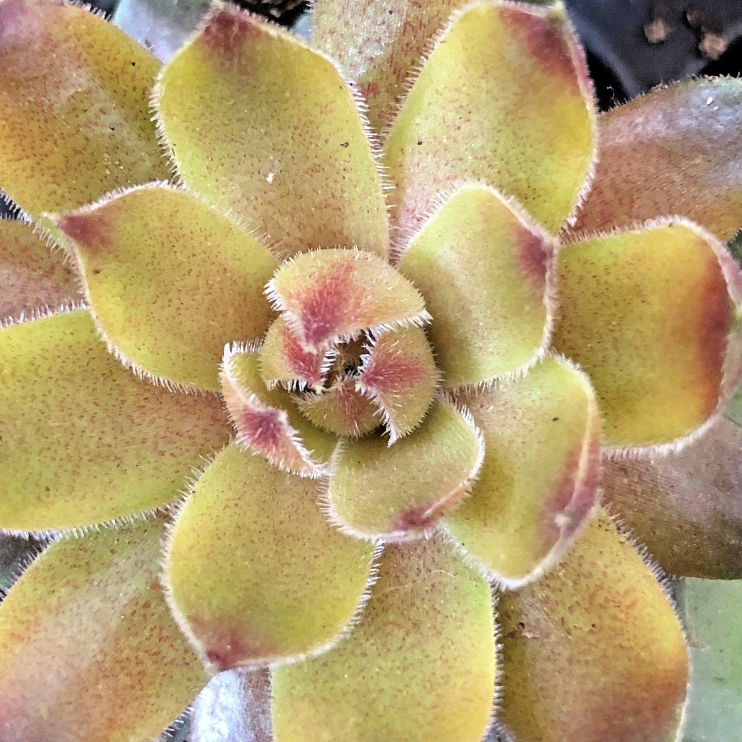 8 Hardy Sempervivum Succulent Variety Pack 2 inch plants