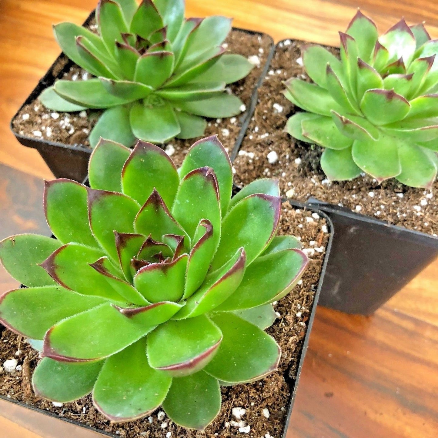 Live Succulents SUNSET Sempervivum Hen & Chicks Plants Live Plants Easy to grow Hardy succulents Fast Growing plant 3-pack 3.5"
