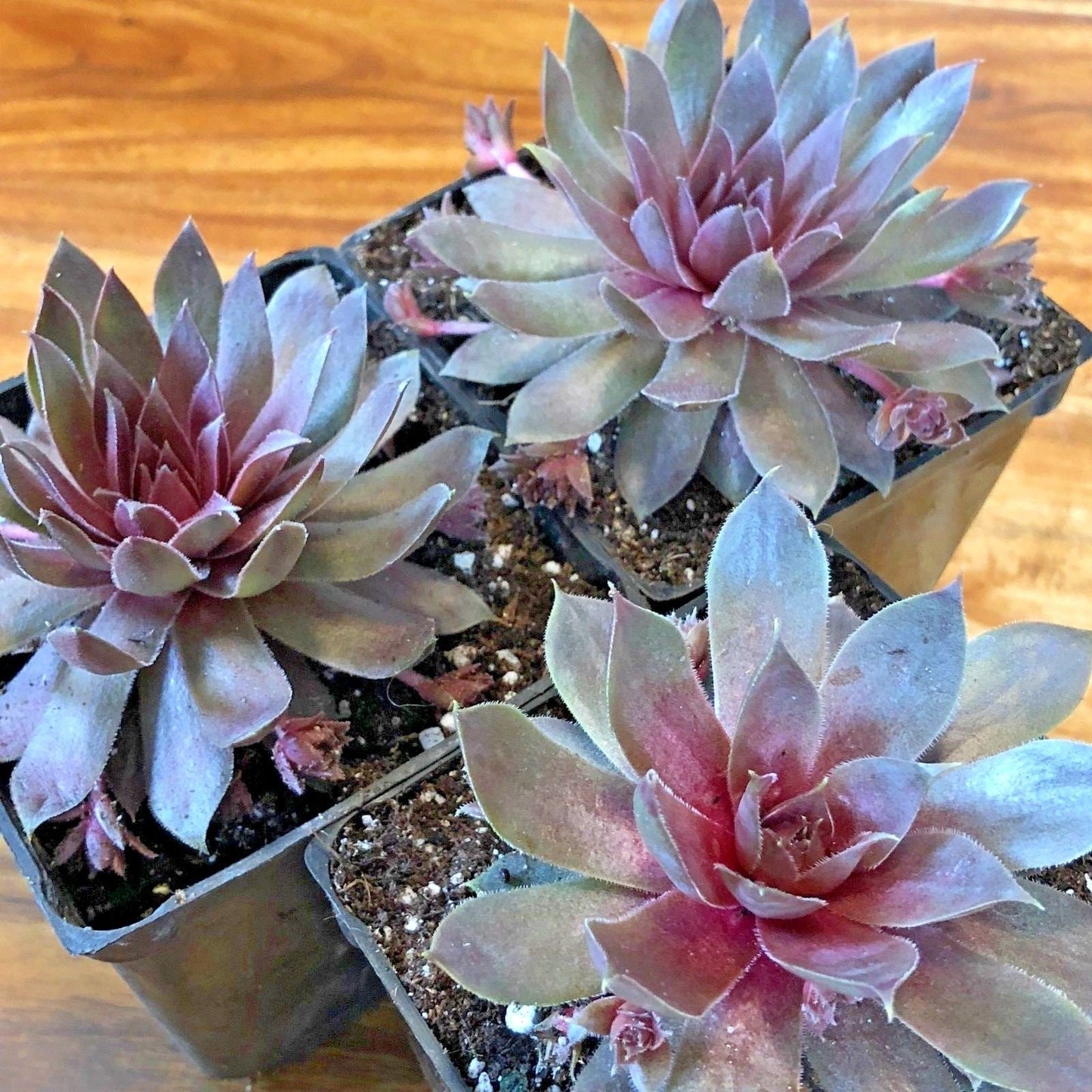 Plum Parfait™ Succulents pack of 3 Sempervivum Hens & Chicks Plants by Chick Charms®