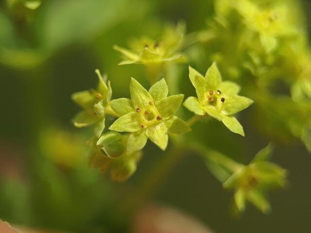 Lady's Mantle Atchemilla Mollis - 1 quart pot