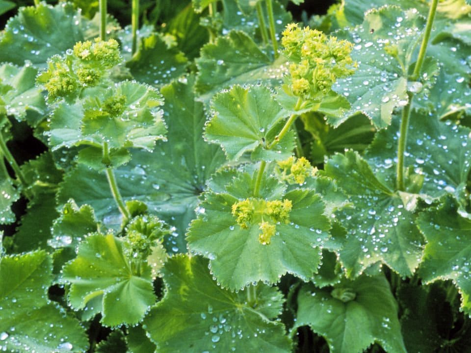Lady's Mantle Atchemilla Mollis - 1 quart pot