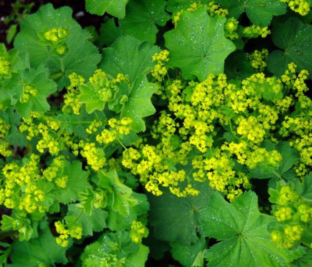 Lady's Mantle Atchemilla Mollis - 1 quart pot