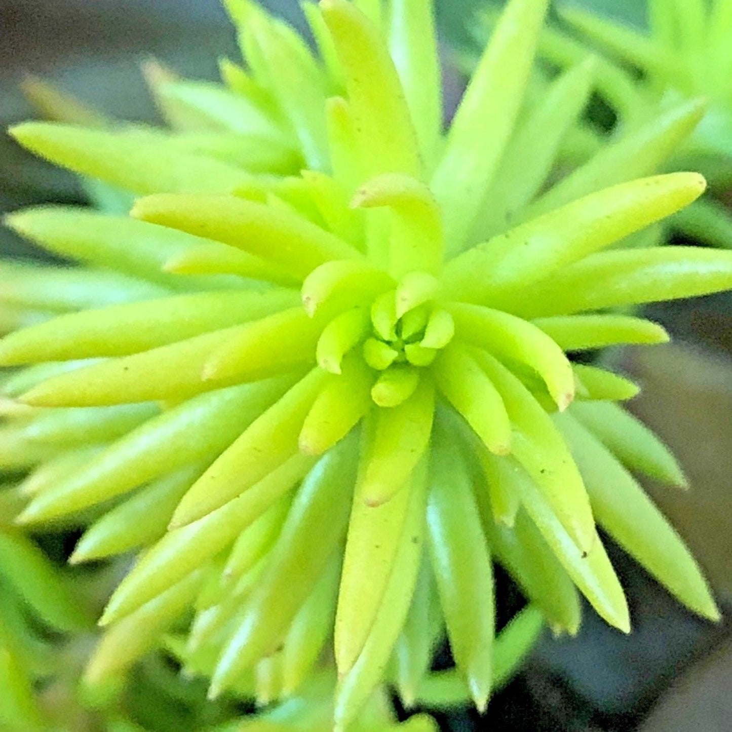Live Succulent Variety 4 Pack of Randomly Chosen Low Maintenance 2" Plants for Home, Office or Garden
