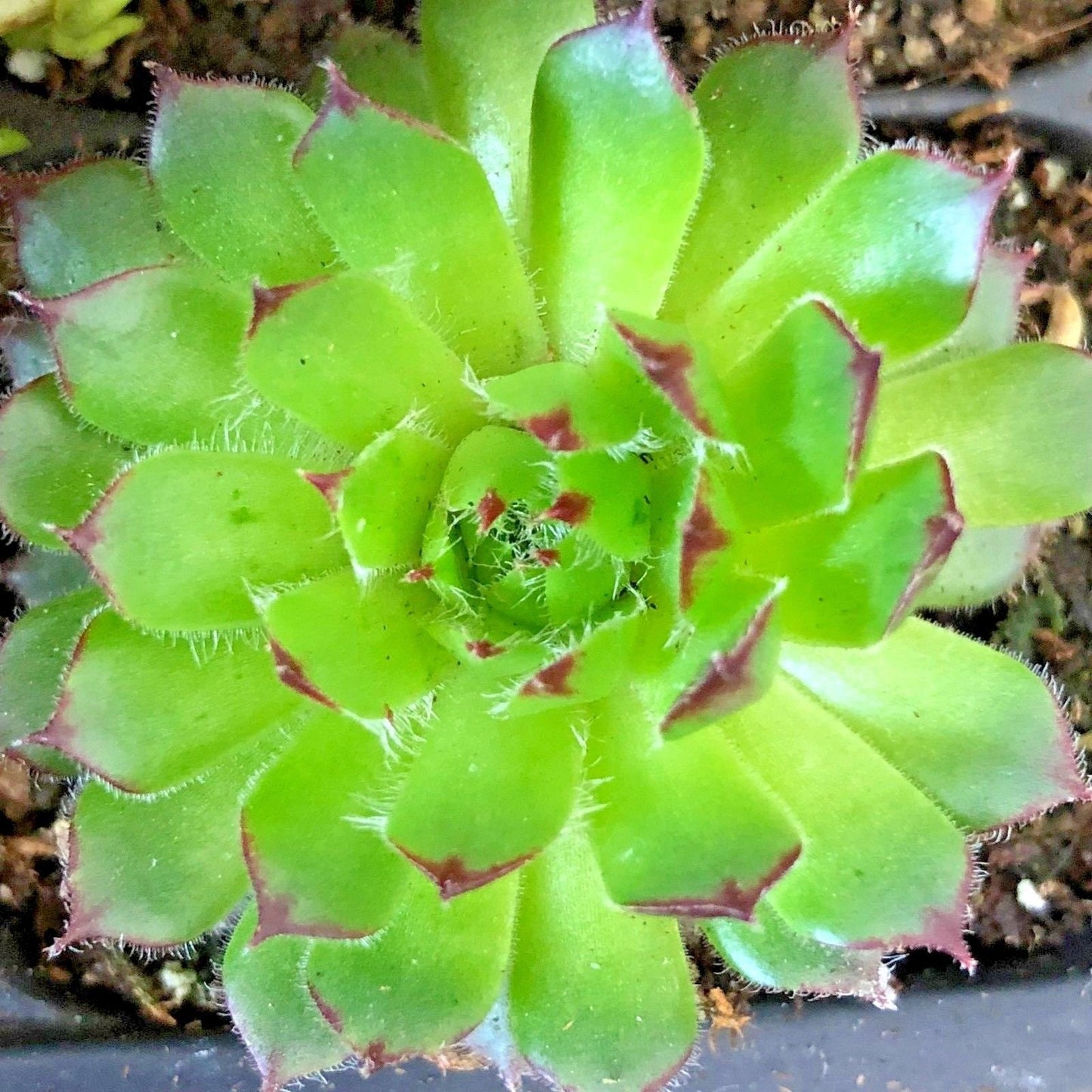 8 Hardy Sempervivum Succulent Variety Pack 2 inch plants