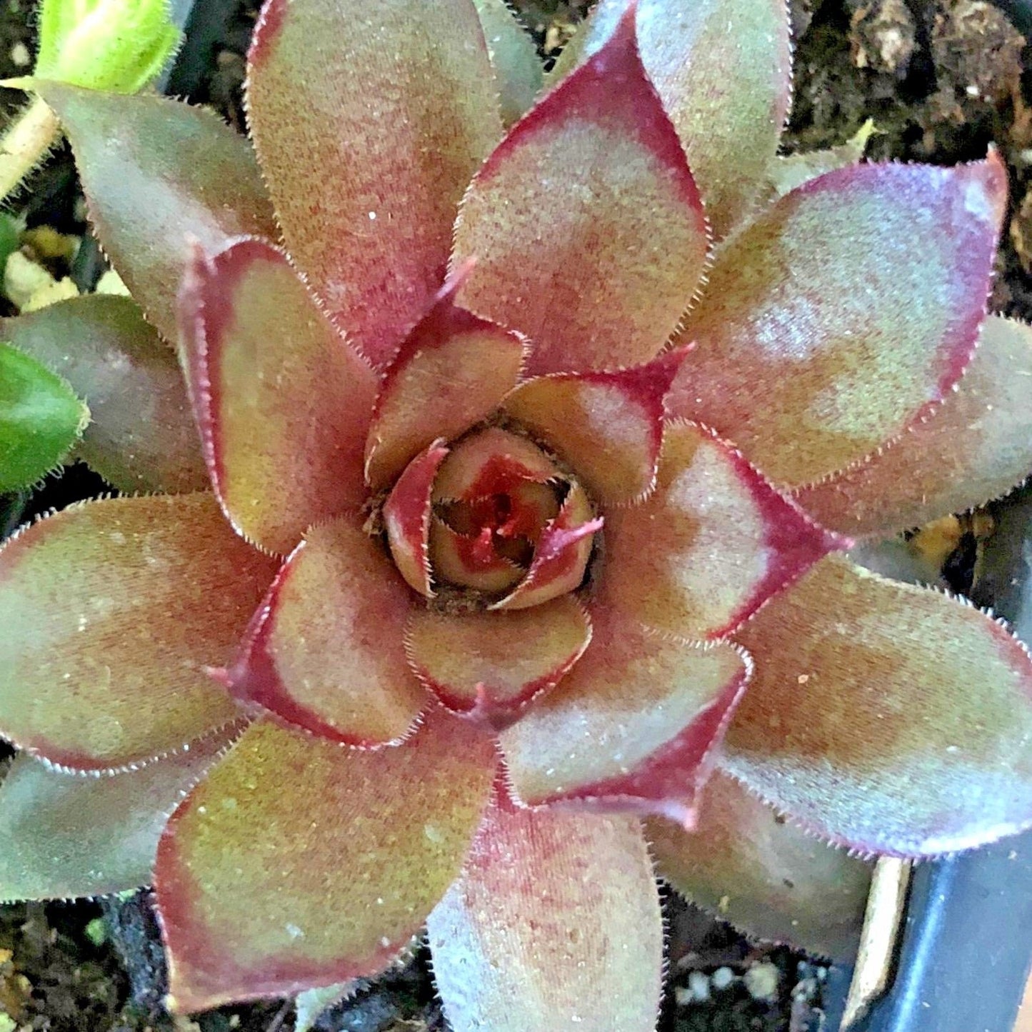 8 Hardy Sempervivum Succulent Variety Pack 2 inch plants