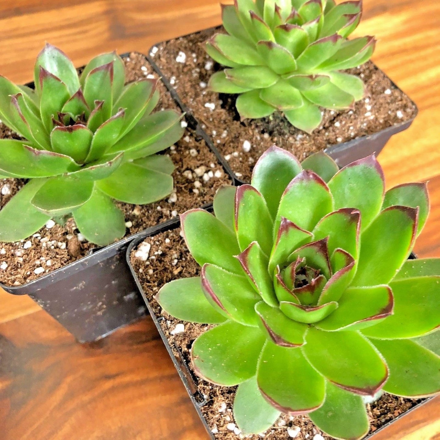 Live Succulents SUNSET Sempervivum Hen & Chicks Plants Live Plants Easy to grow Hardy succulents Fast Growing plant 3-pack 3.5"