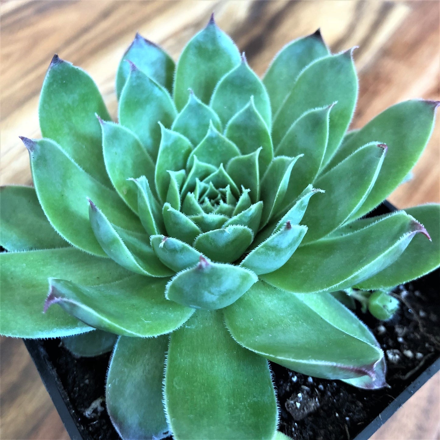 Live Succulents 3-Pack Assorted Live Sempervivum Plants Hens and Chicks by Chick Charms® Live Plants Grown in 4" pots