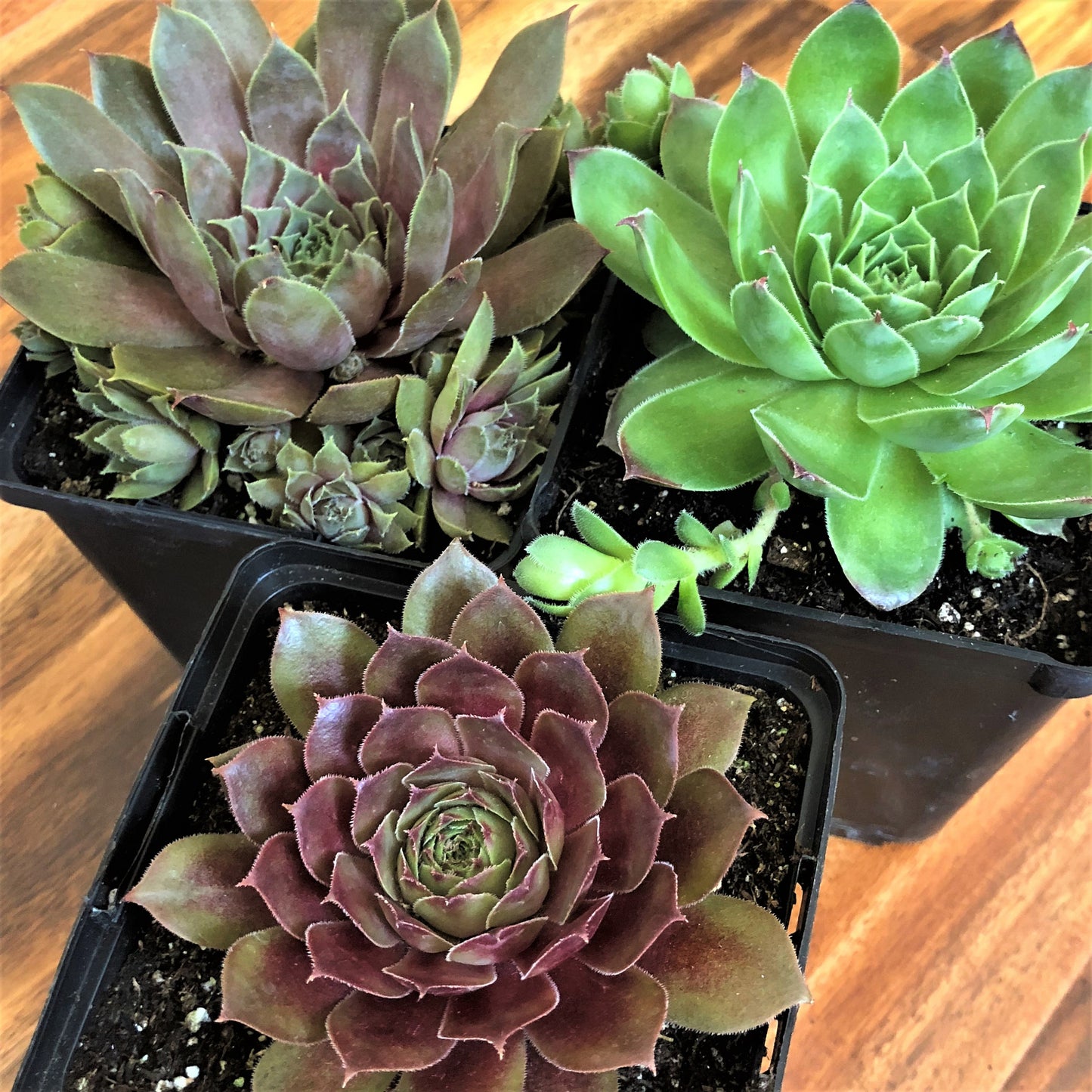 Live Succulents 3-Pack Assorted Live Sempervivum Plants Hens and Chicks by Chick Charms® Live Plants Grown in 4" pots