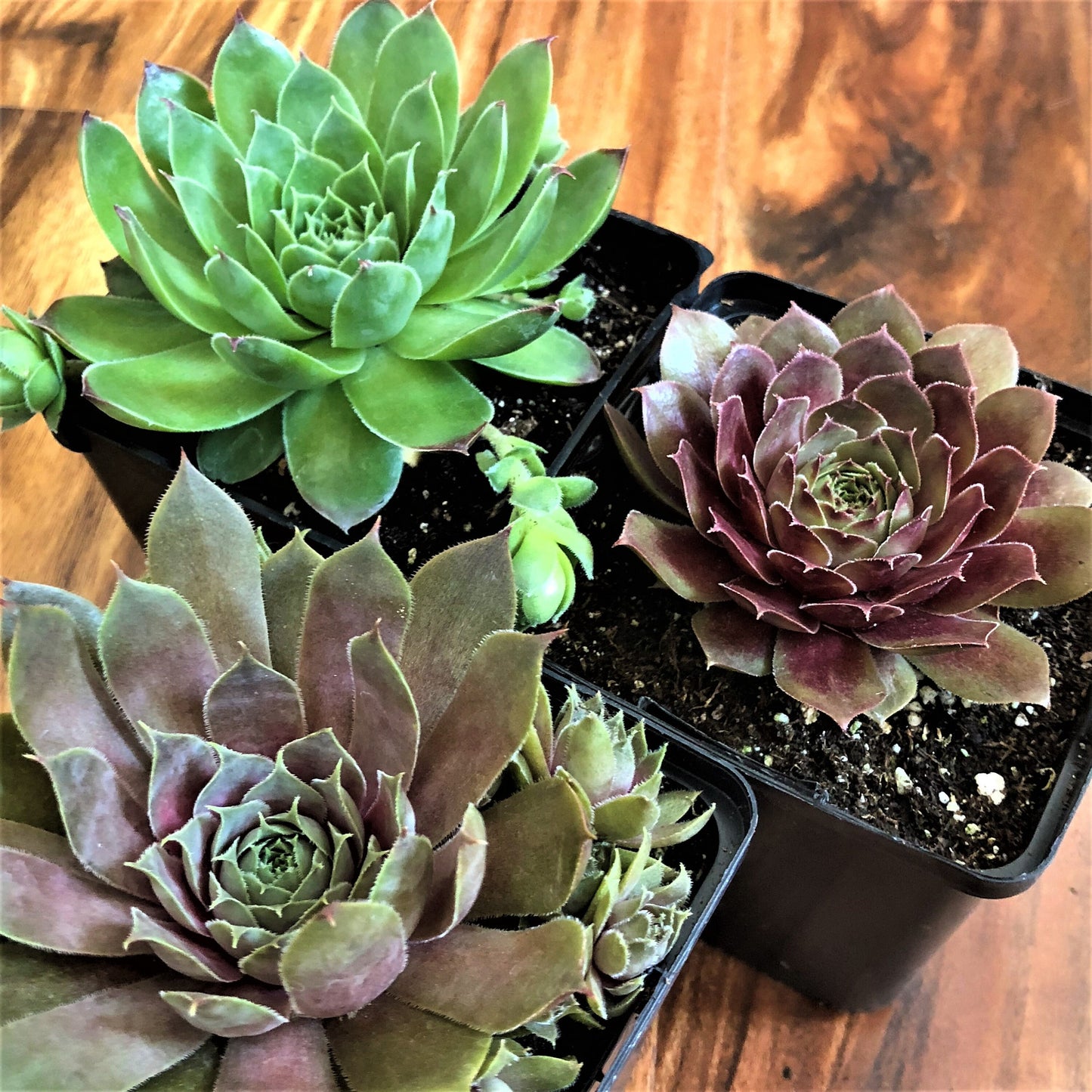 Live Succulents 3-Pack Assorted Live Sempervivum Plants Hens and Chicks by Chick Charms® Live Plants Grown in 4" pots