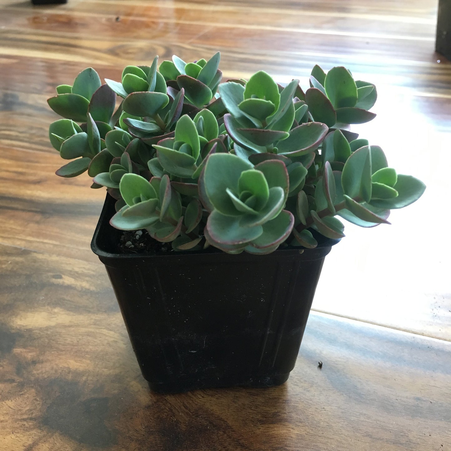 Sedum Sunsparkler® 'Lime Zinger', 4" Pot Live Plant